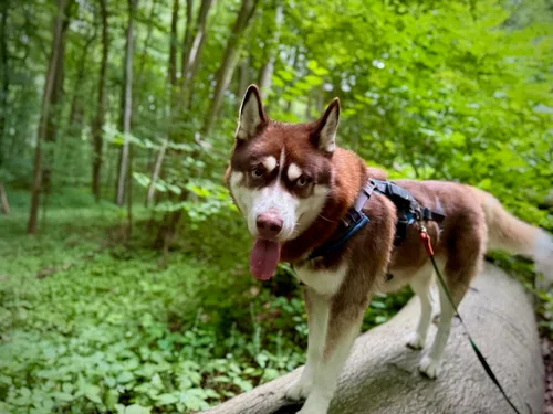 Sykes, a red Siberian Husky, standing on a fallen log in a green forest
