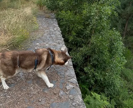 Sykes looking up during a walk