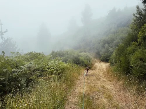 Sykes walking ahead on a foggy mountain trail